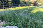 Paradiesgarten Bild 58
