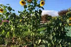 Paradiesgarten Bild 64
