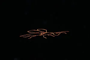 Biene beim Bergleuchten 2017