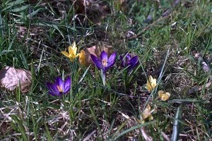Blumen im März
