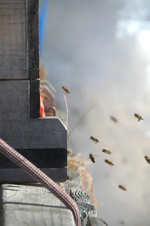 Bienenstöcke Flugloch
