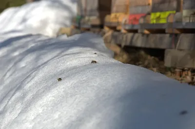 Bienenstock im Winter